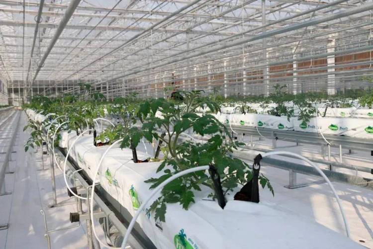 智能农业新典范 烟台农科院现代化温室正式投入使用