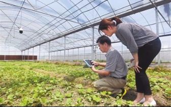 温室大棚智能温控系统精准的管理以获得更优质的产品
